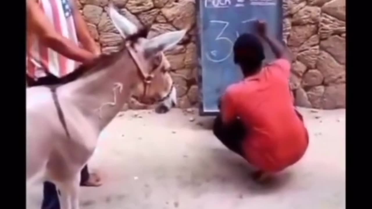 This donkey can shop without any doubt