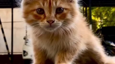 The cat is getting ready to catch rats
