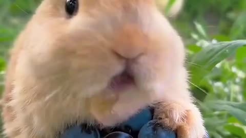 Amazing animal video