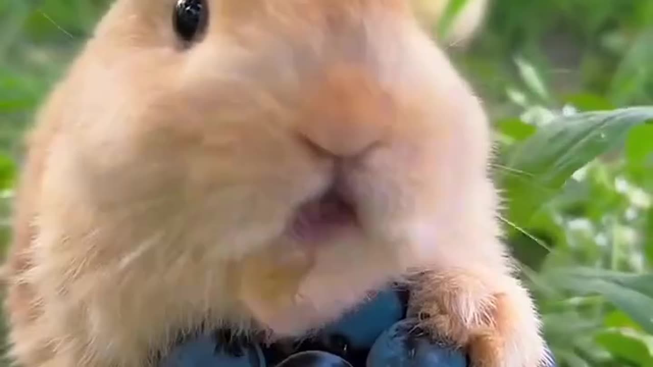 Amazing animal video