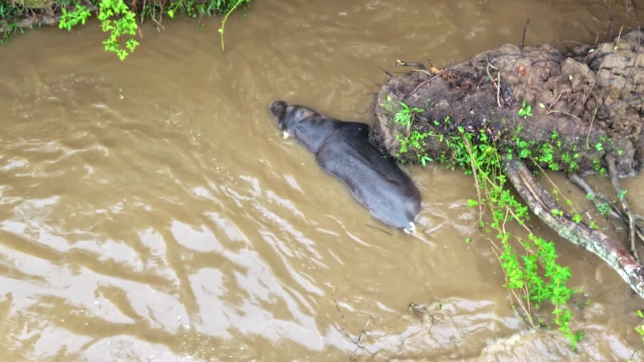 Anthrax kills 50 hippos in Congo's Virunga National Park