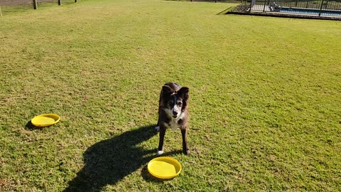 Kia-The Frisbee Champion