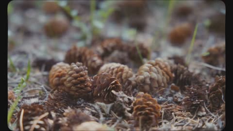 Paul Wallace Unveils Pinecone Secrets Carbon Symbolism, Hand Pollination, and UFO Sightings Converge