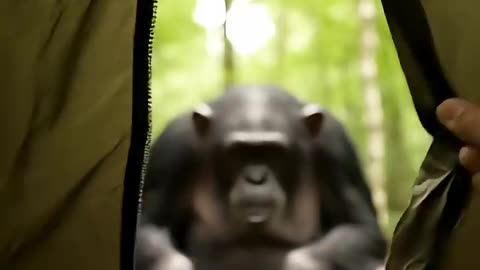 This Animal Was Way Too Calm Until... 🖕