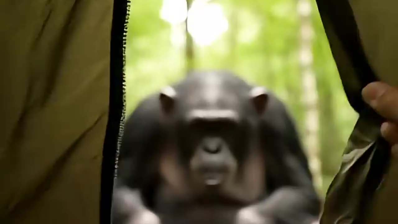 This Animal Was Way Too Calm Until... 🖕