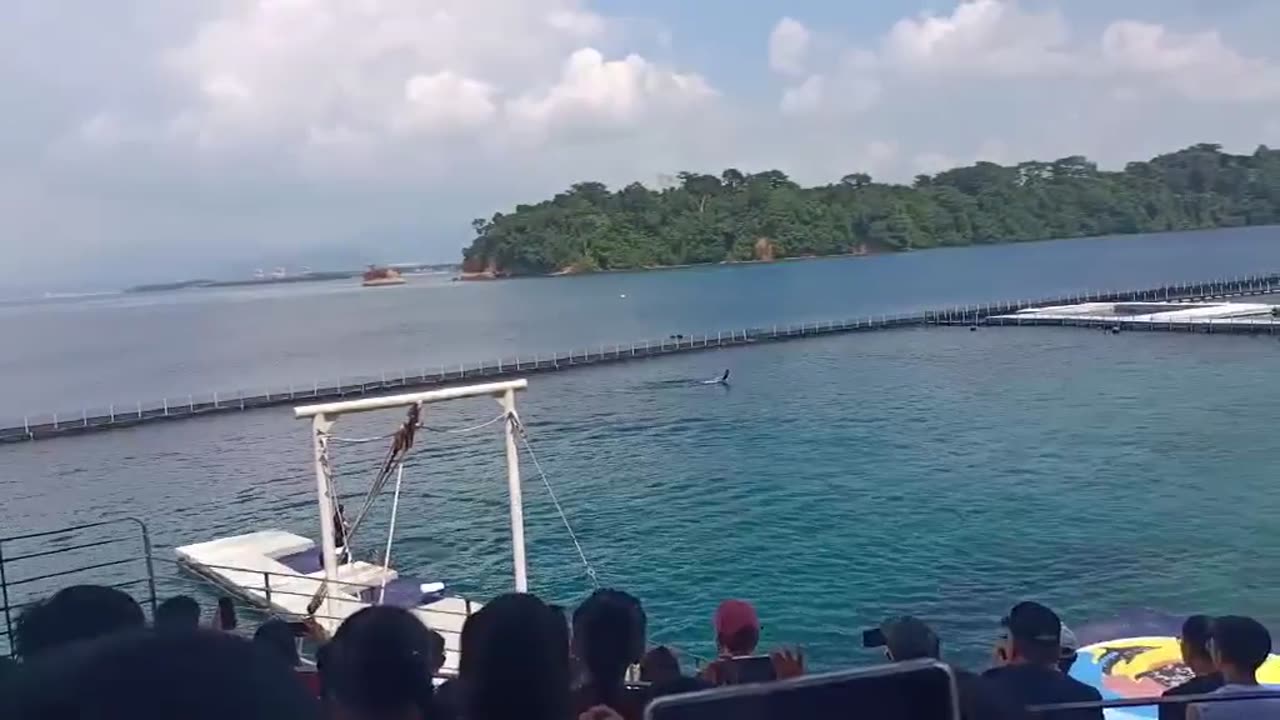 Dolphin Magic at Ocean Adventure – Subic Bay