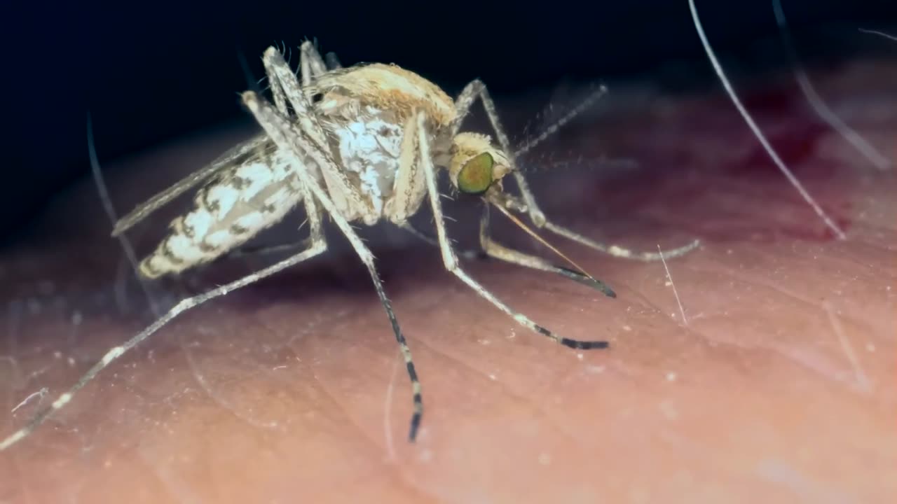 Mosquito Drinking Blood