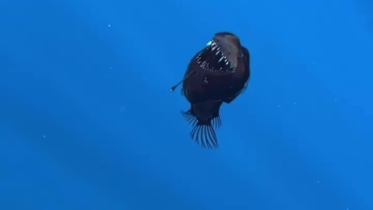 animals that live in the deep sea and have lights