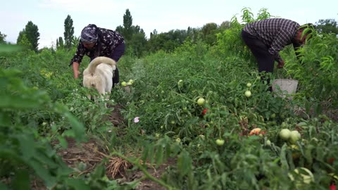 Harvesting 100 _ Organic Green Tomatoes and Pickling for Winter, Outdoor Cooking