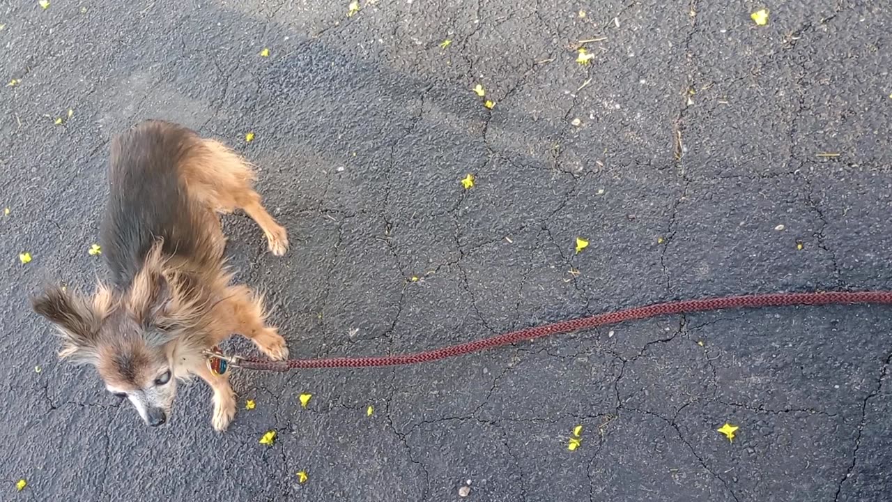 Villanova ChaCha took observed goings on around us ChaCha had hard focus but never barks