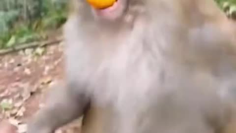 Monkey Angry Moments Caught on Camera 🐒😡