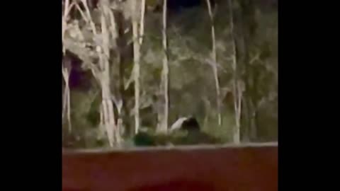 Bigfoot at cannon creek