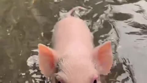 This Pig Can Swim?!