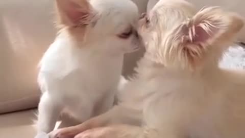 ❤️🐶 Brotherly Love! | FunFM
