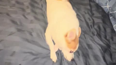 Meet the Champion Squad 🐶✨ Dogs built different — loyal, playful, elite