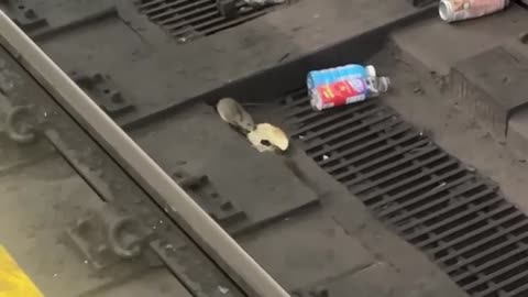 🔥 NYC Rats Wrestling Over Bagel on Subway Tracks — Crazy Caught on Camera!