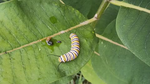 Monarch Butterfly Caterpillar