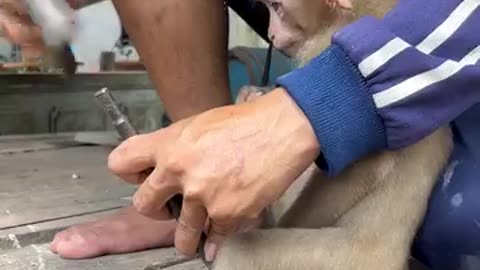 Monkey