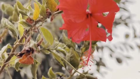 Flowers ❤ #maxrecords #larkana #sindh #pakistan