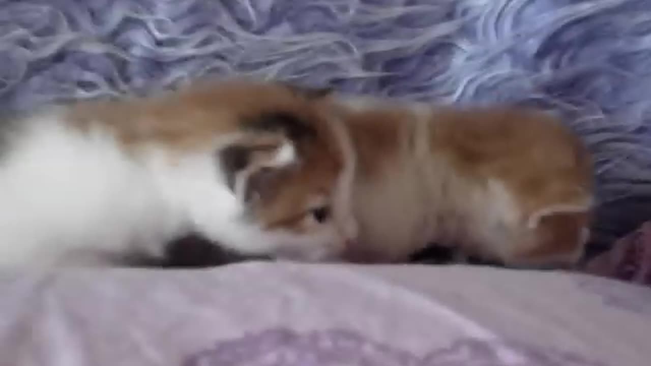 Kittens Talking