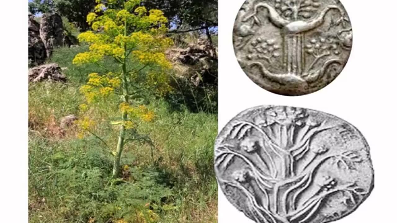 Bonus Video, Silphium