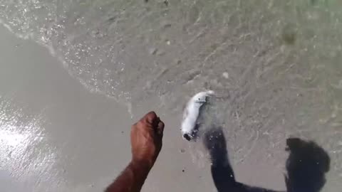 Targeting Big Bottom Fish with Squid and Small Fish