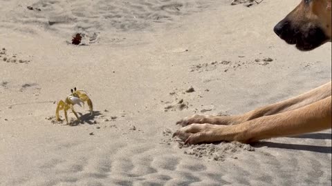 Dog and Crab Play Fighting