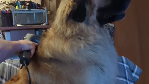 😂🐶 He Loves the Thumper! Watch This Cute Animal Reaction | FunFM