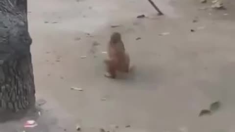 Monkey doing backflips. 🐒🥰