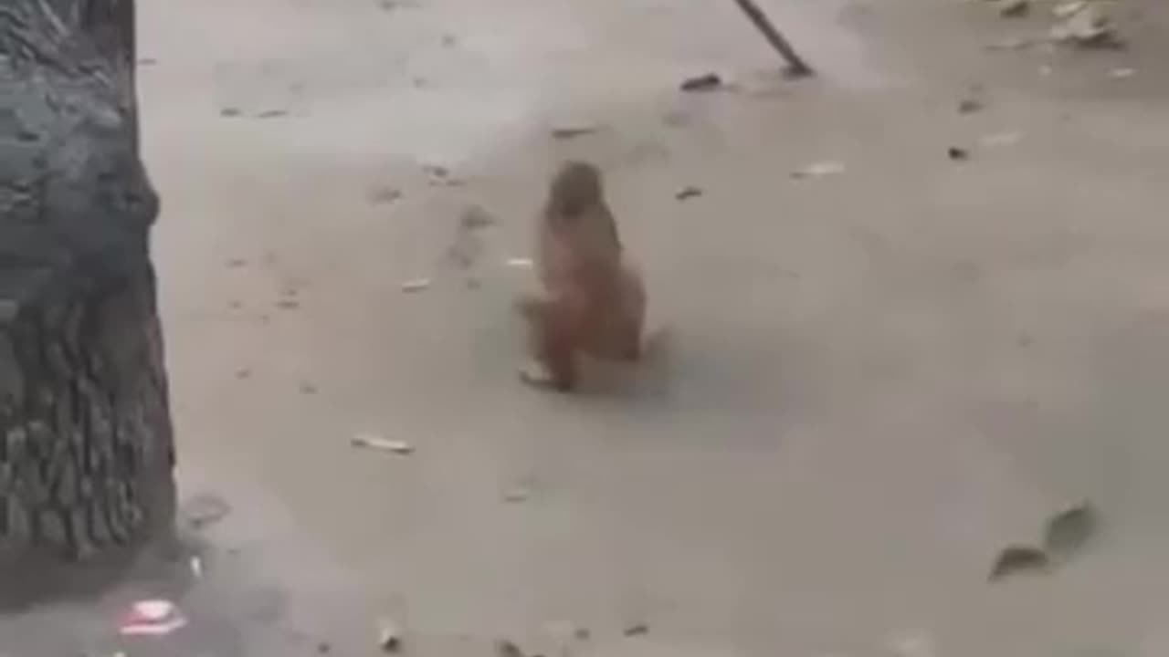 Monkey doing backflips. 🐒🥰