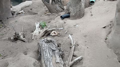 Cheyenne Mountain Zoo Part 13