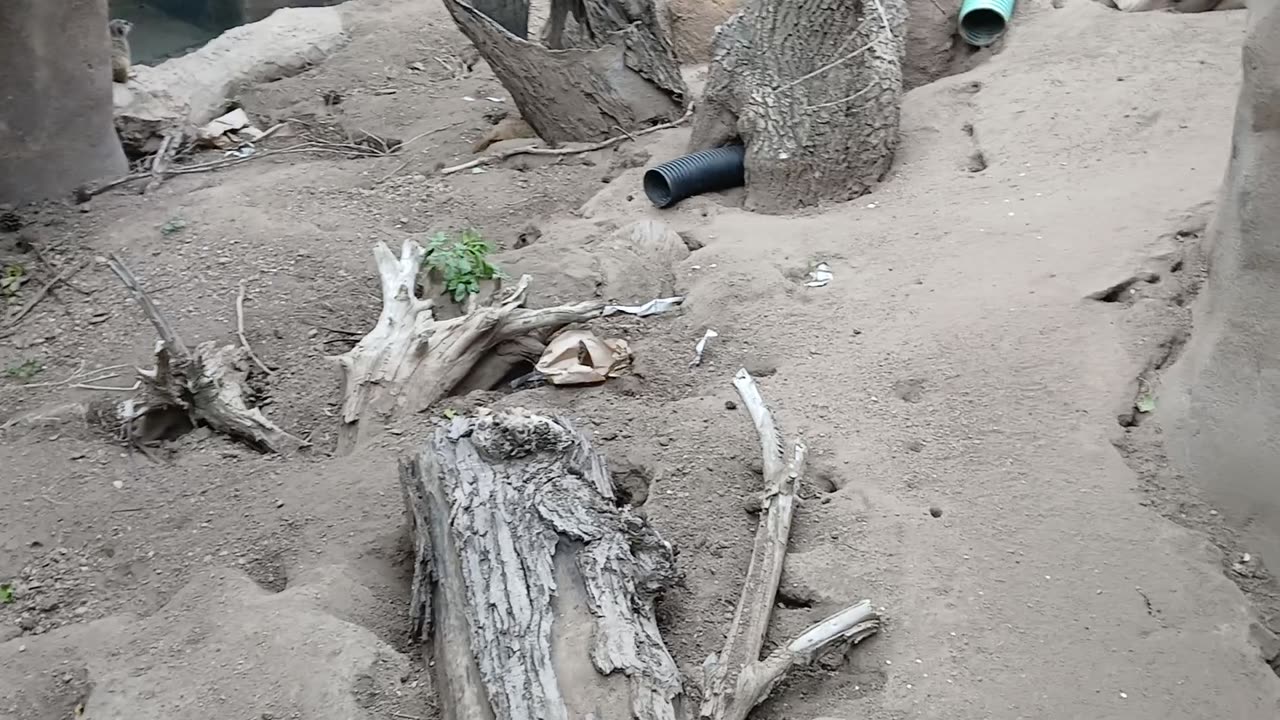 Cheyenne Mountain Zoo Part 13