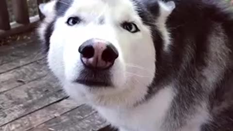 Un husky fait une drôle de rencontre