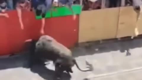 Bull destroyed a stupid man