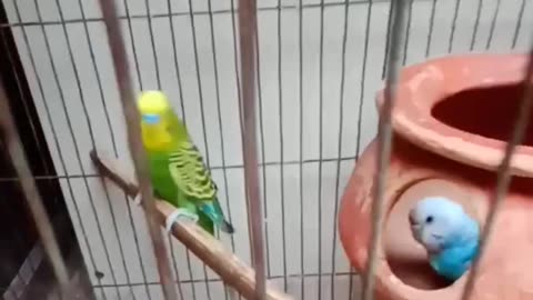 Favorite pet