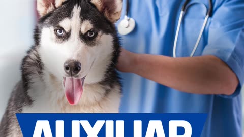 Auxiliar veterinário