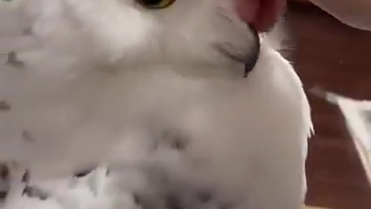 Awww so cute! 🥰🦉