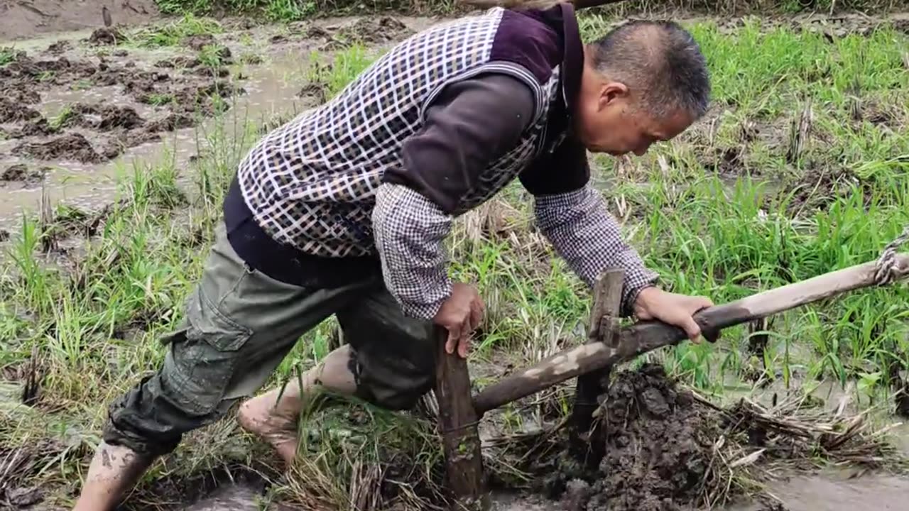 hoeing the rice field