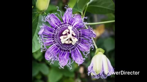 Passionflower Vine