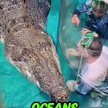 If You See This Crocodile, NEVER DO THIS! #crocodile