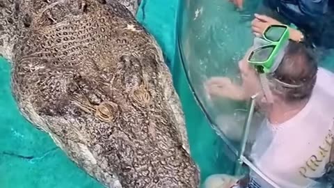 If You See This Crocodile, NEVER DO THIS! #crocodile