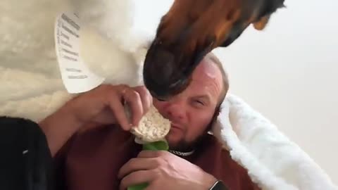 Doberman Takes Food From Owner
