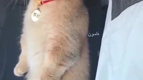 The cat's surprise🙀🤗