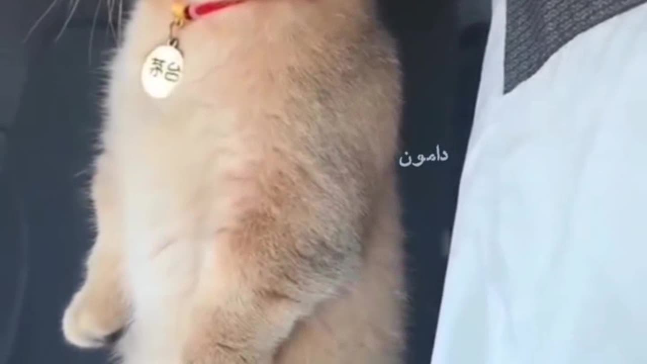 The cat's surprise🙀🤗