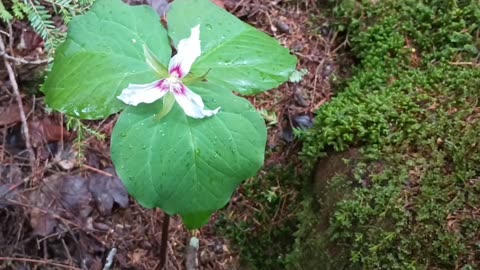 Painted Trillium