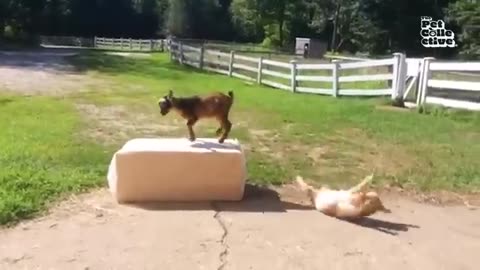 Funny animal