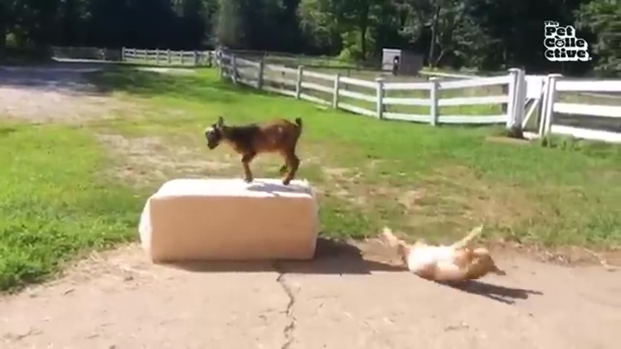 Funny animal