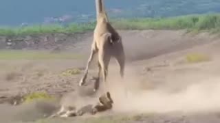 😂🦒 You Won't Believe This Giraffe Hunt! | FunFM