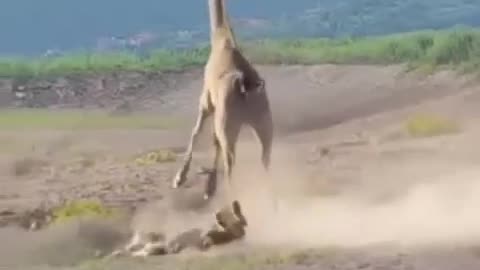 😂🦒 You Won't Believe This Giraffe Hunt! | FunFM