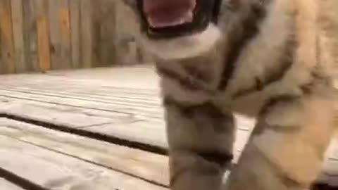 SUCH A CUTE 😘LITTLE ROAR